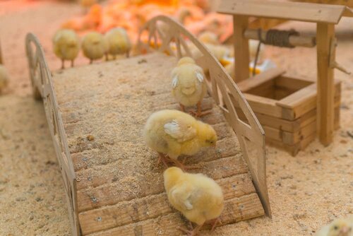 Homemade Toys for Baby Chicks